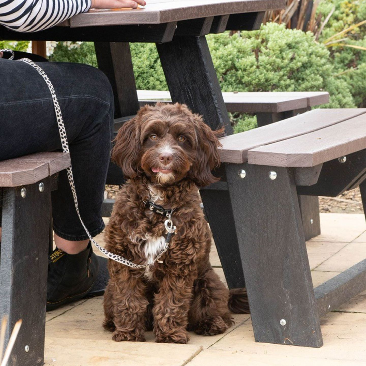 Your local dog friendly pub in Crewe